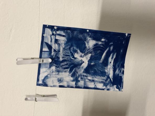 Atelier cyanotype avec Berta Ibáñez © BBB